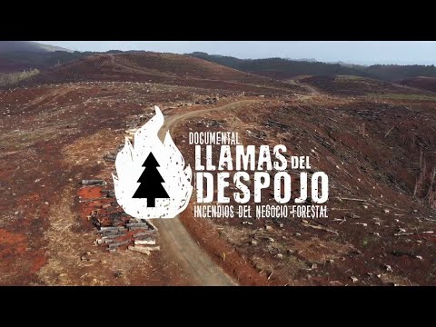 Llamas del Despojo: Incendios del Negocio Forestal