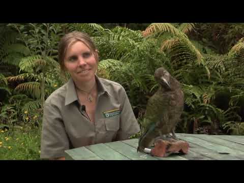 Meet the Locals: Kea