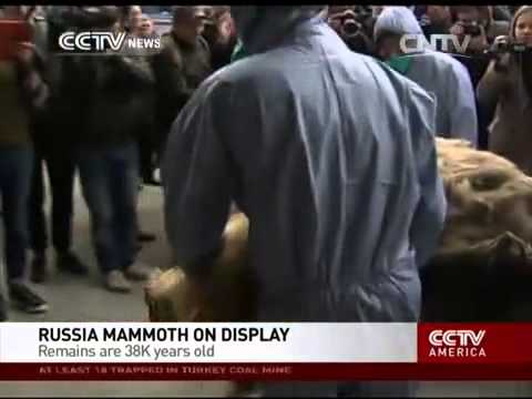 Well-preserved woolly mammoth goes on display in Russia
