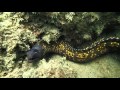Moray eel in Side, Turkey, Side Azura Dive Center, Side-Sorgun, Türkei