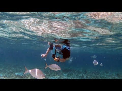 Videos del The Explorean Cozumel 4★ en Cozumel, MéxicoVer MásVerPrecios17CerrarConsulta por Whatsapp 🇦🇷BookingTripadvisorExpediaAgodaTravelocityOrbitzPricelineTripSkyscannerDespegarKayakHotelesBestdayDestiniaTrivagoAlmundoTui
