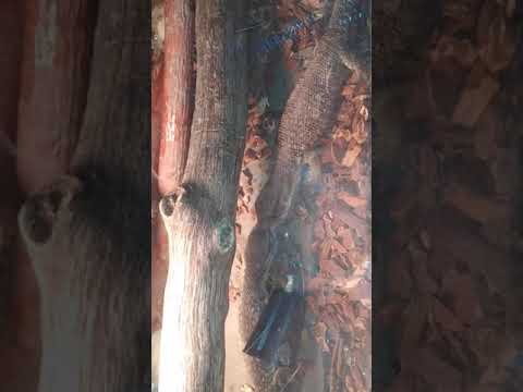 Monitor lizard epic battle for survival!!!