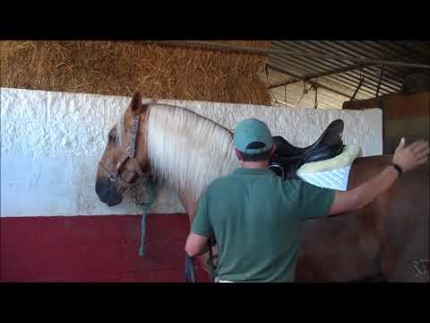 BURLON - Bodyscan & Bandages & Tacking up etc. Generally just being a super good Lusitano, for sale.