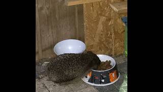 Igel genießt das Katzenfutter