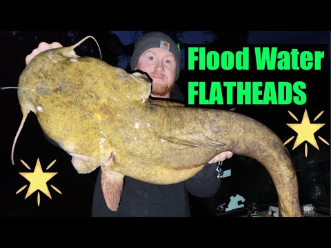 Fishing Current Seams For High Water Flatheads