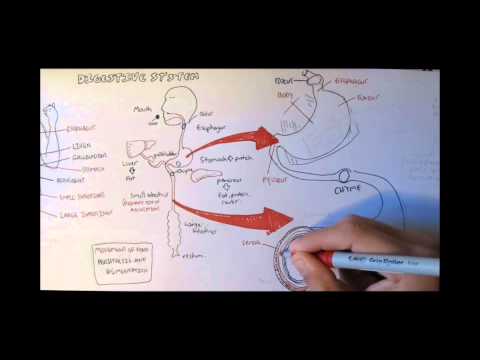 Digestive System Anatomy