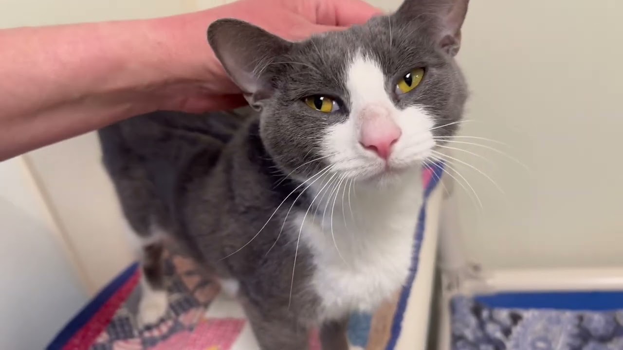 Enlarge Venus - loving little sweetheart!, a ADOPTABLE Domestic Short Hair in Oshkosh, WI video 4/4
