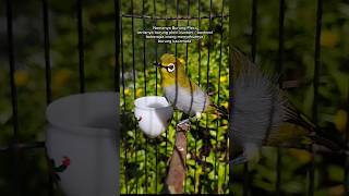 Download lagu Burung pleci buxtoni ngalas standar mp3 Download lagu Burung pleci buxtoni ngalas standar mp3