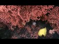 Exploring Corals Of The Deep KQED QUEST