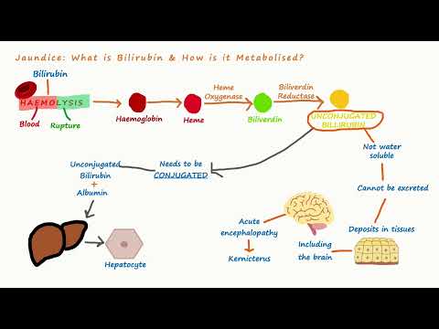 Jaundice (bilirubin metabolism)