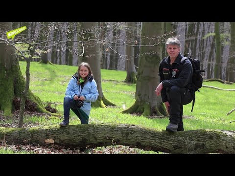 Im wilden Wald
