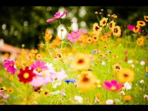 Cztery Pory Roku [ Muzyka Relaksacyjna]