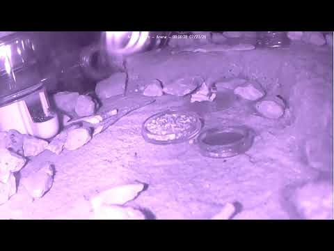 Ants at Work (Arena)