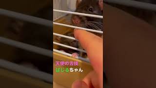 先輩後輩なめなめ合戦【ファンシーラット】