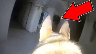 Download lagu Navy Seal Attack Dog GUTS Islamic State Fighter (*VERY GRAPHIC*) Combat Footage mp3 Download lagu Navy Seal Attack Dog GUTS Islamic State Fighter (*VERY GRAPHIC*) Combat Footage mp3