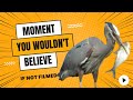 Great Blue Heron Eats Huge Fish
