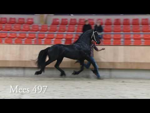 Stamboekhengsten Centraal Onderzoek 2016