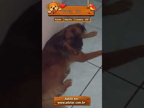 Vídeo de Scooby Doo