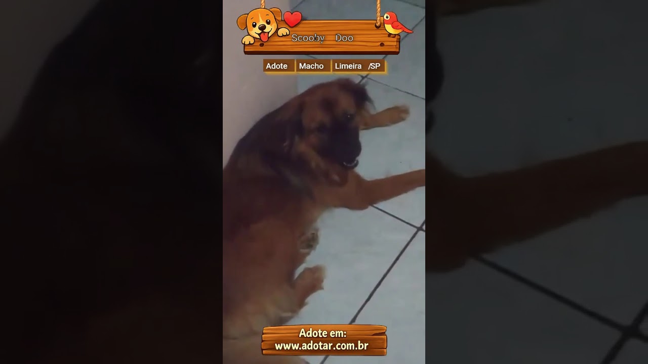 Cachorro raça SRD-ViraLata idade 2 anos nome Scooby Doo