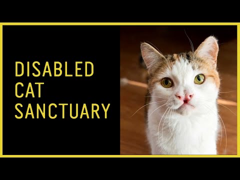 Milo’s Sanctuary for Special Needs Cats