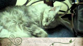 Maine Coon Cough or Sneeze Reaction