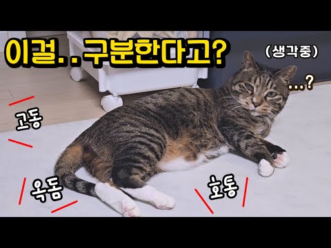 고양이는 자기 이름을 알까? 재미로 해봤다가 너무 놀랐어요