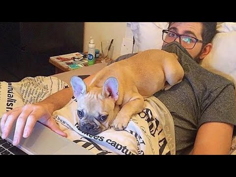 Funny Videos Of French Bulldogs can make us Laugh All The Time