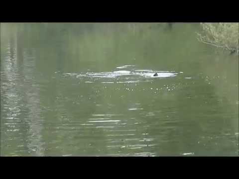 download lagu mp3 mp4 Herman Plas, download lagu Herman Plas gratis, unduh video klip Herman Plas