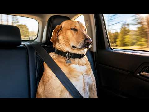IMPOSSIBLE LAUGH Challenge Activated 😂 | Wildest FUNNY ANIMAL Clips Ever Recorded 🤣🔥 WOW!!