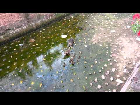 Enten gegen Riesen Ratte Teil 2