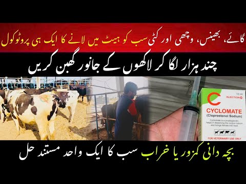 Heat protocol for buffalo and cow and katti and wachi II Heat protocol for cow II Double ovsynch