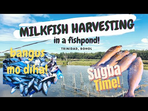 Milkfish Harvesting in a FishPond | Harvesting Bangus and Tilapia in Trinidad, Bohol