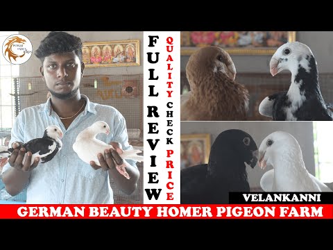, title : 'German Beauty Homer Pigeon | Fancy Pigeon Loft | Full Review & Price |Tamil |POIGAI FANCY BIRDS FARM'
