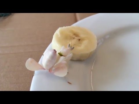 Orchid Mantis Eating Banana