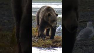 🐻 Kodiak Bear hunting migrating Salmon 🐟 #Shorts
