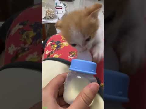 Lustige Katze 🥰 Kätzchen miaut und weint ❤️ # Teil 5967