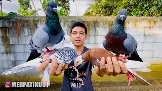 Download lagu TES KECERDASAN MERPATI BARU mp3