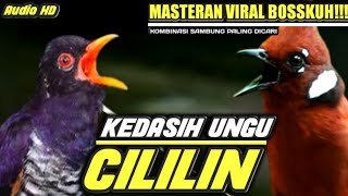 Download lagu VIRAL BOSSKUH‼️KEDASIH UNGU SAMBUNG CILILIN PANJANG || MASTERAN CUCKOO || MASTERAN CILILIN NGEROL mp3