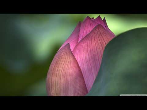 Japanese traditional relaxing music | Koto, Zen Garden, Instrumental, Spa – NO. 3