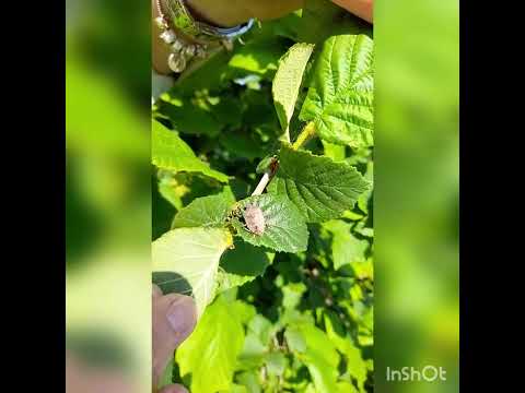 Braon mramorasta stenica (Halyomorpha halys) i zelena stenica (Nezara viridula) u zasadima leske-PIS