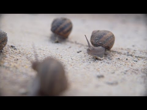 Jak założyć własną hodowlę ślimaków? - Biznes z Franczyzą