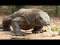 Komodo Dragon - The Largest Lizard In The World / Documentary (English/HD)