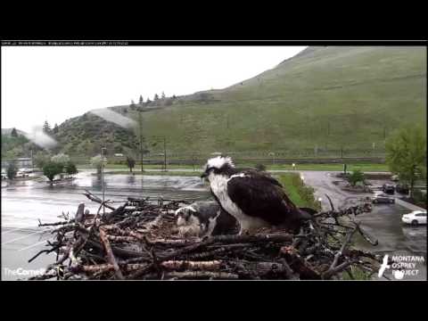 Hellgate Canyon Ospreys ~ Louis Arrives With An Injury, May 12, 2017