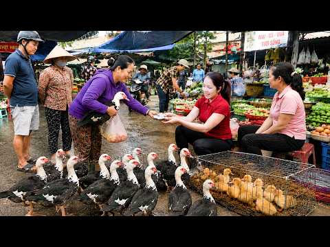 Harvesting Many Geese To Sell At The Village Market - Buying Baby Geese To Raise | Hanna Daily Life