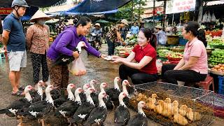 Harvesting Many Geese To Sell At The Village Market - Buying Baby Geese To Raise | Hanna Daily Life MQDEFAULT Thumbnail