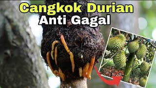 Download lagu Cara Cangkok Pohon Durian Pemula Pasti Bisa mp3 Download lagu Cara Cangkok Pohon Durian Pemula Pasti Bisa mp3