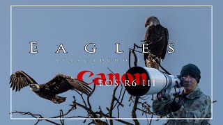 Canon R6 III and 600 F4 & 1.4 extender  Sunrise, eagles and pelicans at Atascadero Lake - 840mm