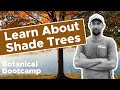Learn About Shade Trees | Bates Botanical Bootcamp
