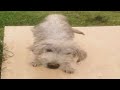 The Abandoned Dog Has An Ugly Appearance And Has Wounds On Its Body