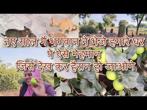 2025 mai bhagwan ne bheje ye 2 mehman | Apple se bhi bade ber fruit #petlover #cat #vlog #video